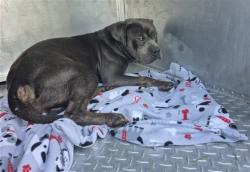 Shelter Stray Male Dog last seen Near BLOCK CHAREST ST, DETROIT, MI 48212, 1431 E Ferry St, Detroit, MI 48211, USA