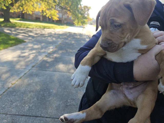 Shelter Stray Male Dog last seen Near BLOCK GLENDALE DETROIT MI ,48238, 1431 E Ferry St, Detroit, MI 48211, USA