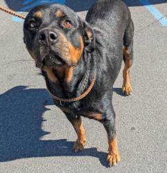 Shelter Stray Female Dog last seen Near BLOCK MT ELLIOTT ST, DETROIT, MI 48212, 1431 E Ferry St, Detroit, MI 48211, USA