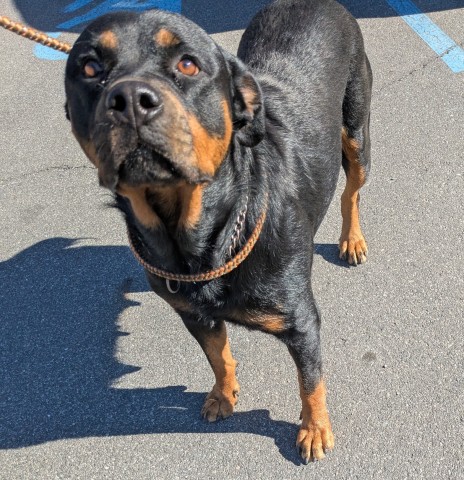 Shelter Stray Female Dog last seen Near BLOCK MT ELLIOTT ST, DETROIT, MI 48212, 1431 E Ferry St, Detroit, MI 48211, USA