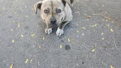 Shelter Stray Female Dog last seen Near BLOCK E FERRY ST, DETROIT, MI 48211, 1431 E Ferry St, Detroit, MI 48211, USA