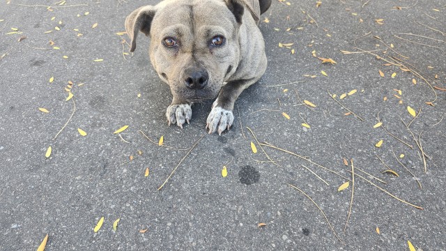 Shelter Stray Female Dog last seen Near BLOCK E FERRY ST, DETROIT, MI 48211, 1431 E Ferry St, Detroit, MI 48211, USA