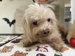 Shelter Stray Male Dog last seen , 957 N Gaffey St, San Pedro, CA 90731, USA