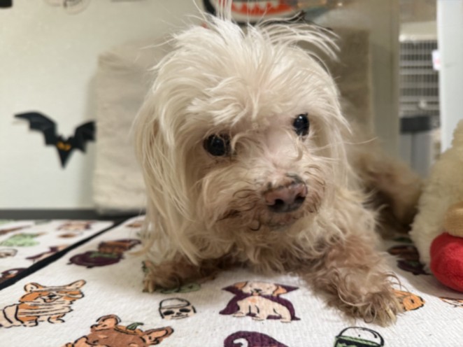 Shelter Stray Male Dog last seen , 957 N Gaffey St, San Pedro, CA 90731, USA