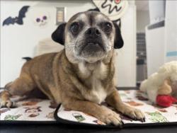 Shelter Stray Female Dog last seen , 957 N Gaffey St, San Pedro, CA 90731, USA
