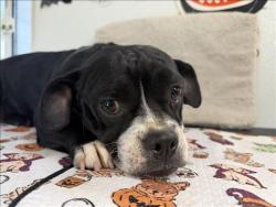 Shelter Stray Female Dog last seen , 957 N Gaffey St, San Pedro, CA 90731, USA