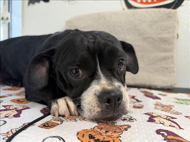 Shelter Stray Female Dog last seen , 957 N Gaffey St, San Pedro, CA 90731, USA