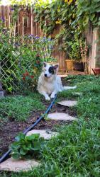Reunited Male Dog last seen Pecan and Michigan, West Sacramento, CA 95691