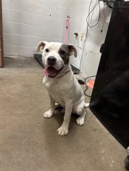 Shelter Stray Male Dog last seen SAINT ANN PARK, 10521 Baur Blvd, Olivette, MO 63132, USA