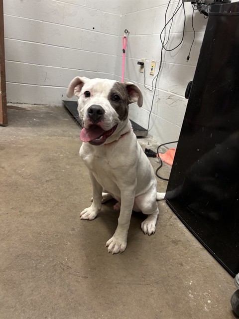 Shelter Stray Male Dog last seen SAINT ANN PARK, 10521 Baur Blvd, Olivette, MO 63132, USA
