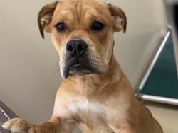 Shelter Stray Male Dog last seen MUSKEGO/LAYTON, 3839 W Burnham St, West Milwaukee, WI 53215, USA