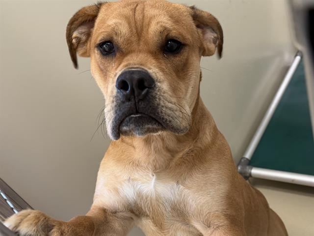 Shelter Stray Male Dog last seen MUSKEGO/LAYTON, 3839 W Burnham St, West Milwaukee, WI 53215, USA