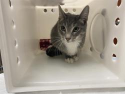 Shelter Stray Female Cat last seen Near BLOCK S 69TH ST, 3839 W Burnham St, West Milwaukee, WI 53215, USA