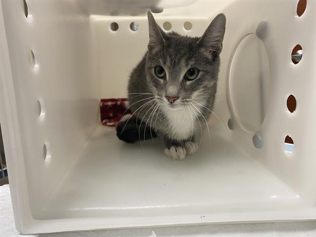Shelter Stray Female Cat last seen Near BLOCK S 69TH ST, 3839 W Burnham St, West Milwaukee, WI 53215, USA