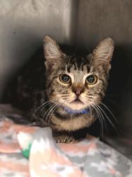 Shelter Stray Female Cat last seen , 14409 Vanowen St, Van Nuys, CA 91405, USA
