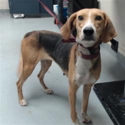 Shelter Stray Female Dog last seen Near BLOCK TURNBULL RD, FAYETTEVILLE NC 28312, 4704 Corporation Dr, Fayetteville, NC 28306, USA