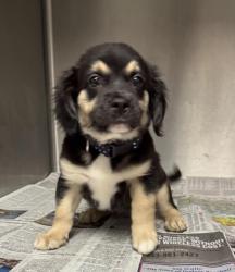 Shelter Stray Female Dog last seen , 14409 Vanowen St, Van Nuys, CA 91405, USA