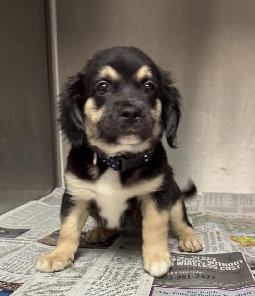 Shelter Stray Female Dog last seen , 14409 Vanowen St, Van Nuys, CA 91405, USA