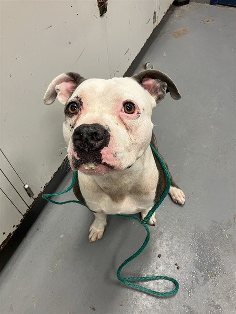 Shelter Stray Female Dog last seen CONFINED ON PURTSCHER, 2600 NE Perry Ave, Peoria, IL 61603, USA