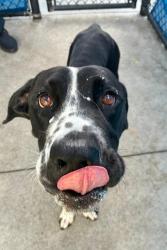 Shelter Stray Male Dog last seen Near BLOCK NW 71 ST, 3599 NW 79th Ave, Doral, FL 33122, USA