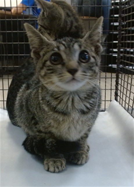 Shelter Stray Female Cat last seen NW 183 ST AND NW 27 AVE, 3599 NW 79th Ave, Doral, FL 33122, USA