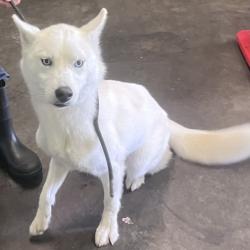 Shelter Stray Female Dog last seen , 1850 W 60th St, Los Angeles, CA 90047, USA