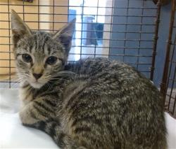 Shelter Stray Female Cat last seen NW 183 ST AND NW 27 AVE, 3599 NW 79th Ave, Doral, FL 33122, USA