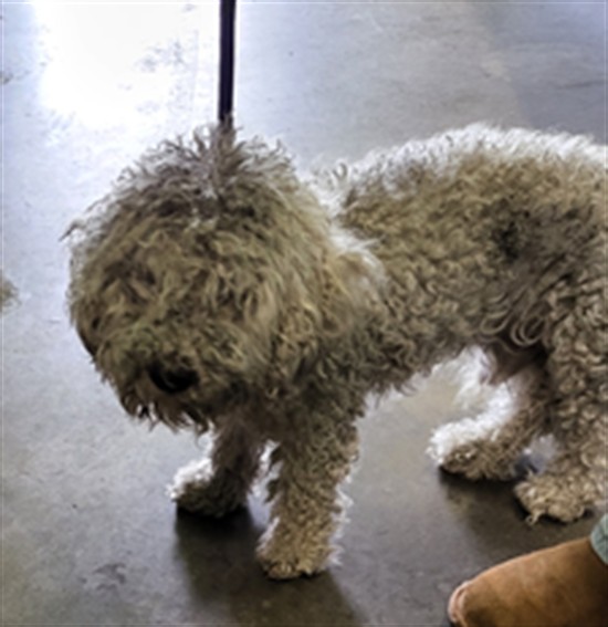 Shelter Stray Male Dog last seen , 1850 W 60th St, Los Angeles, CA 90047, USA