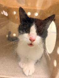 Shelter Stray Male Cat last seen Near BLOCK S CARNEGIE TECH ST, WEST VALLEY CITY UT 84120, 4522 W 3500 S, West Valley City, UT 84120, USA