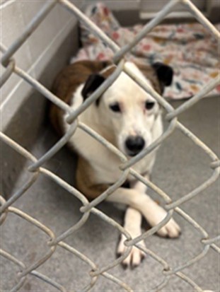 Shelter Stray Male Dog last seen Near BLOCK BRANDONTOWN RD NW, 4950 SW Triana Blvd, Huntsville, AL 35805, USA