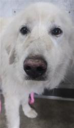 Shelter Stray Male Dog last seen RECHE CANYON RD, 333 Chandler Pl, San Bernardino, CA 92408, USA