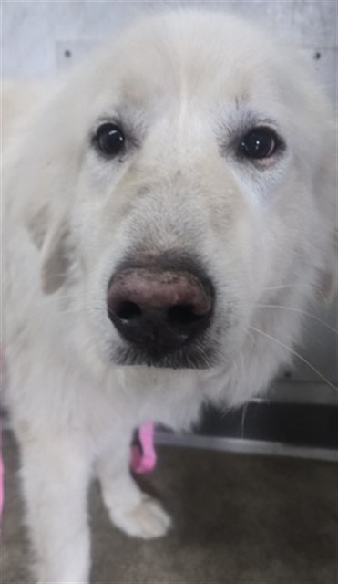 Shelter Stray Male Dog last seen RECHE CANYON RD, 333 Chandler Pl, San Bernardino, CA 92408, USA