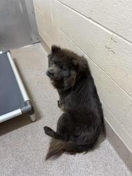 Shelter Stray Female Dog last seen MCKINNEY RD, 1601 Airport Rd, Shelby, NC 28150, USA