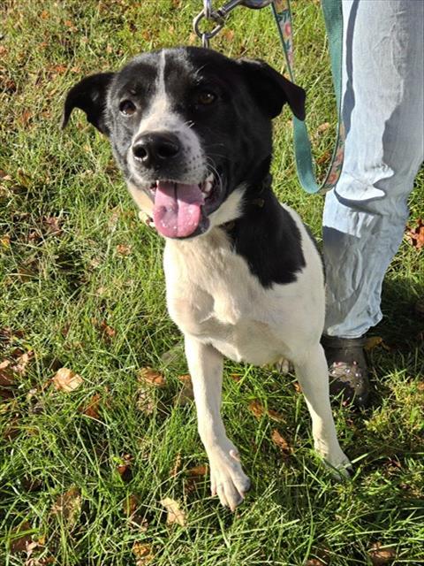 Shelter Stray Female Dog last seen S MORGAN AND DEKALB, 1601 Airport Rd, Shelby, NC 28150, USA