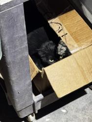 Shelter Stray Female Cat last seen E GRAND BLVD & SE 22ND ST, 2811 SE 29th St, Oklahoma City, OK 73129, USA