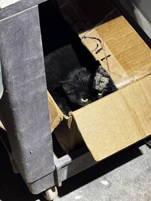 Shelter Stray Female Cat last seen E GRAND BLVD & SE 22ND ST, 2811 SE 29th St, Oklahoma City, OK 73129, USA