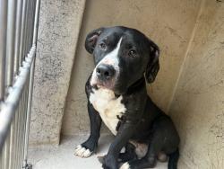 Shelter Stray Male Dog last seen Near BLOCK EAST AVE, OKLAHOMA CITY OK 73129, 2811 SE 29th St, Oklahoma City, OK 73129, USA