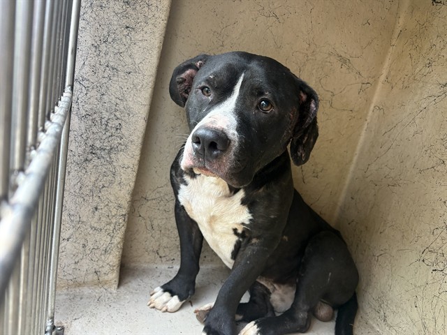 Shelter Stray Male Dog last seen Near BLOCK EAST AVE, OKLAHOMA CITY OK 73129, 2811 SE 29th St, Oklahoma City, OK 73129, USA
