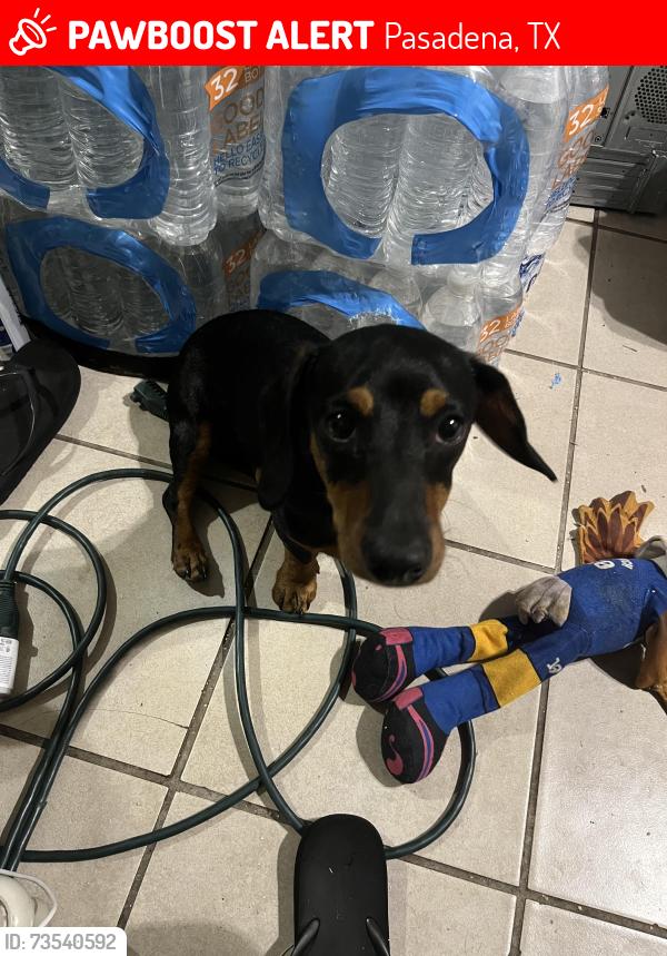 Lost Male Dog last seen Redbluff terrace neighborhood, Pasadena, TX 77506