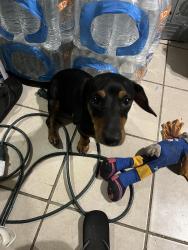 Lost Male Dog last seen Redbluff terrace neighborhood, Pasadena, TX 77506