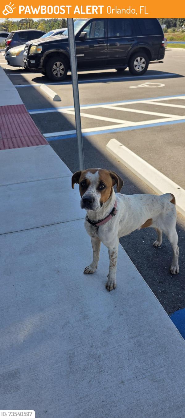 Found/Stray Female Dog last seen Tradeport and boogie creek, Orlando, FL 32824