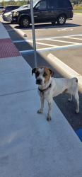 Found/Stray Female Dog last seen Tradeport and boogie creek, Orlando, FL 32824