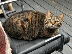 Lost Female Cat last seen Carolina, Vancouver, BC V5T 2V2