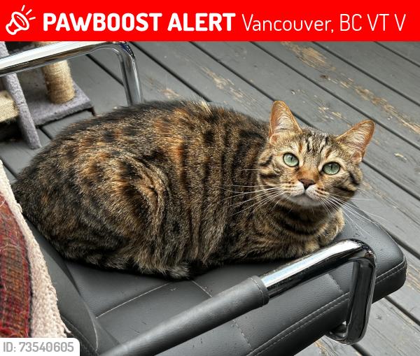 Lost Female Cat last seen Carolina, Vancouver, BC V5T 2V2