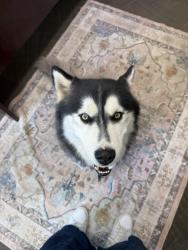 Reunited Male Dog last seen Wendover & Norwalk, Greensboro, NC 27407