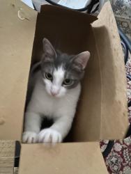 Reunited Male Cat last seen Legion Drive, Buck Destin Park, Destin, FL 32541