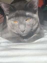 Reunited Male Cat last seen Canes by nilles rd, Fairfield, OH 45014
