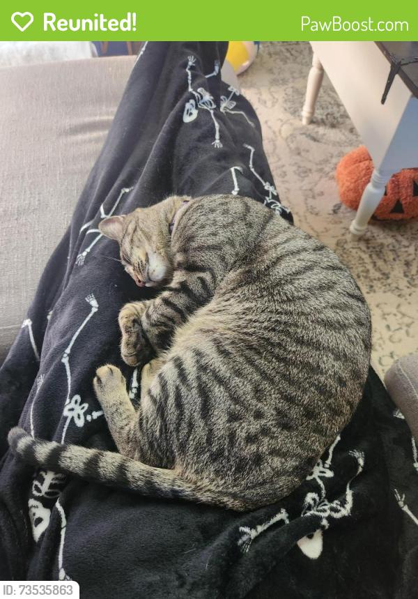 Reunited Male Cat last seen Everglade and parkhill, Mansfield, TX 76063