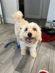 Lost Male Dog last seen In area around this park, Pompano Beach, FL 33069