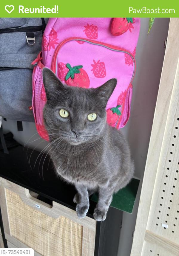 Reunited Male Cat last seen Near Valleyview drive Folcroft pa 19032, Folcroft, PA 19032